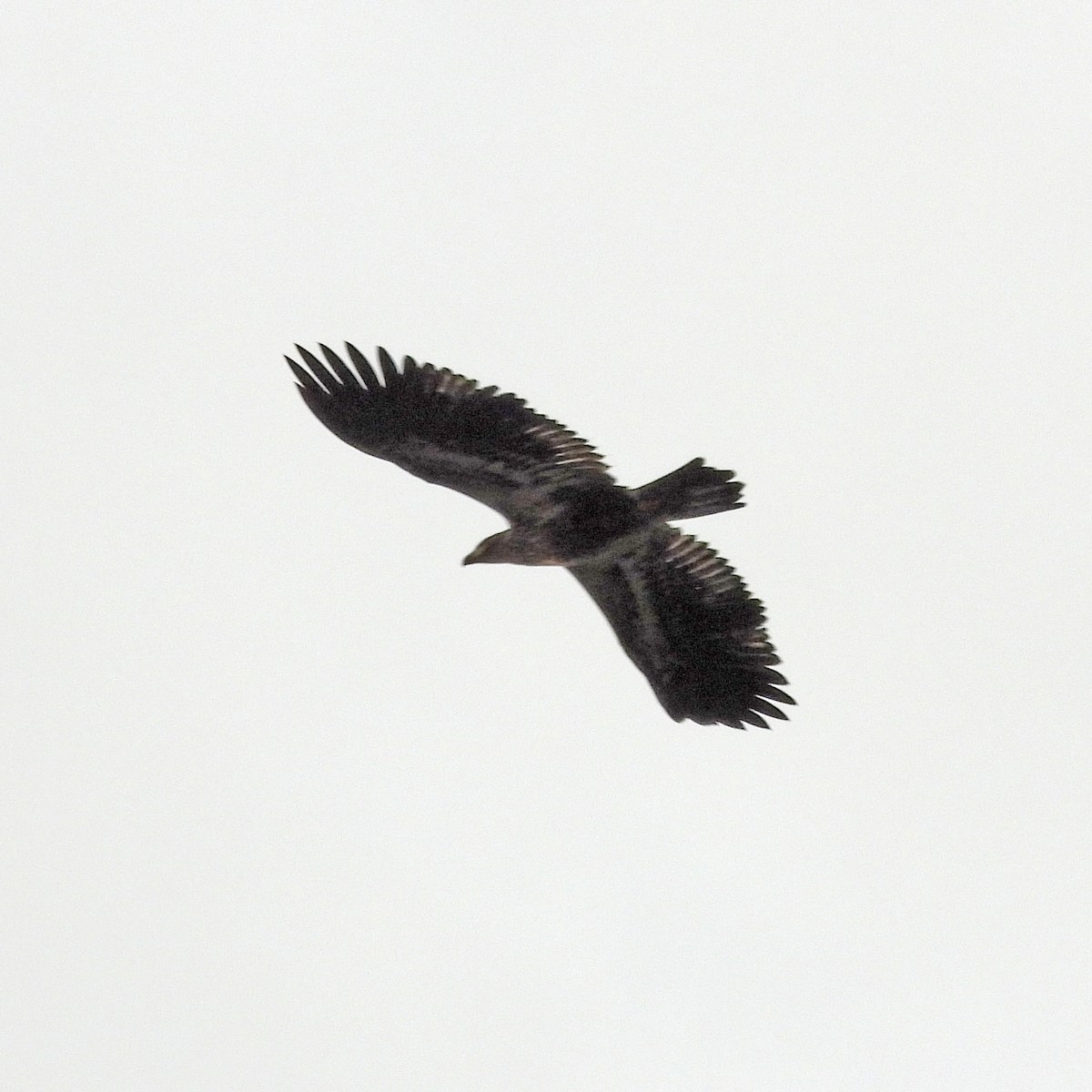 Bald Eagle - ML646646892