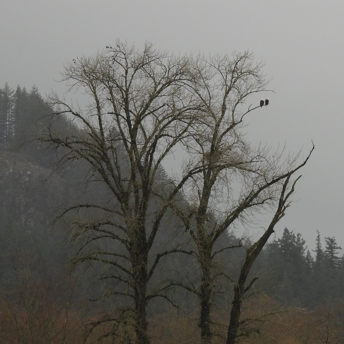 Bald Eagle - ML646646893
