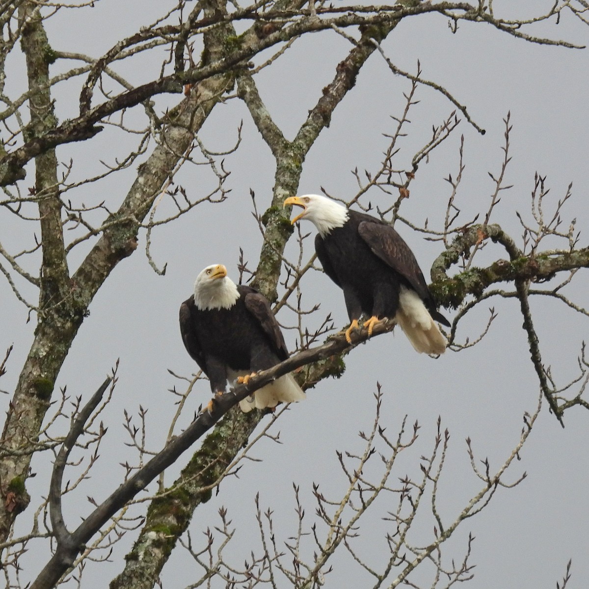 Bald Eagle - ML646646894