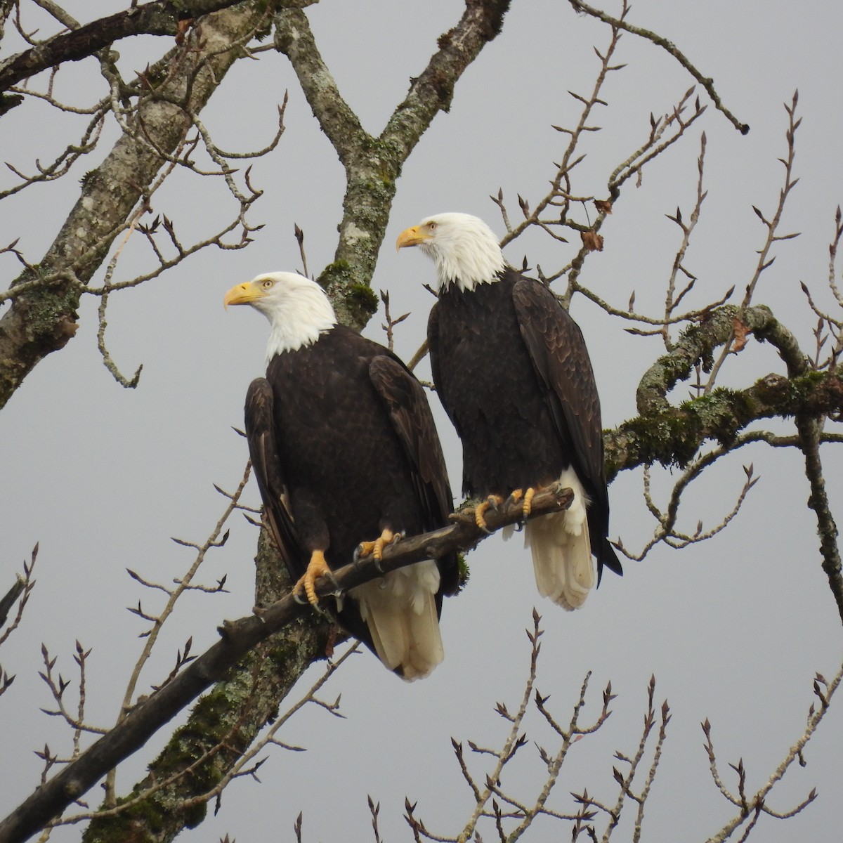 Bald Eagle - ML646646895