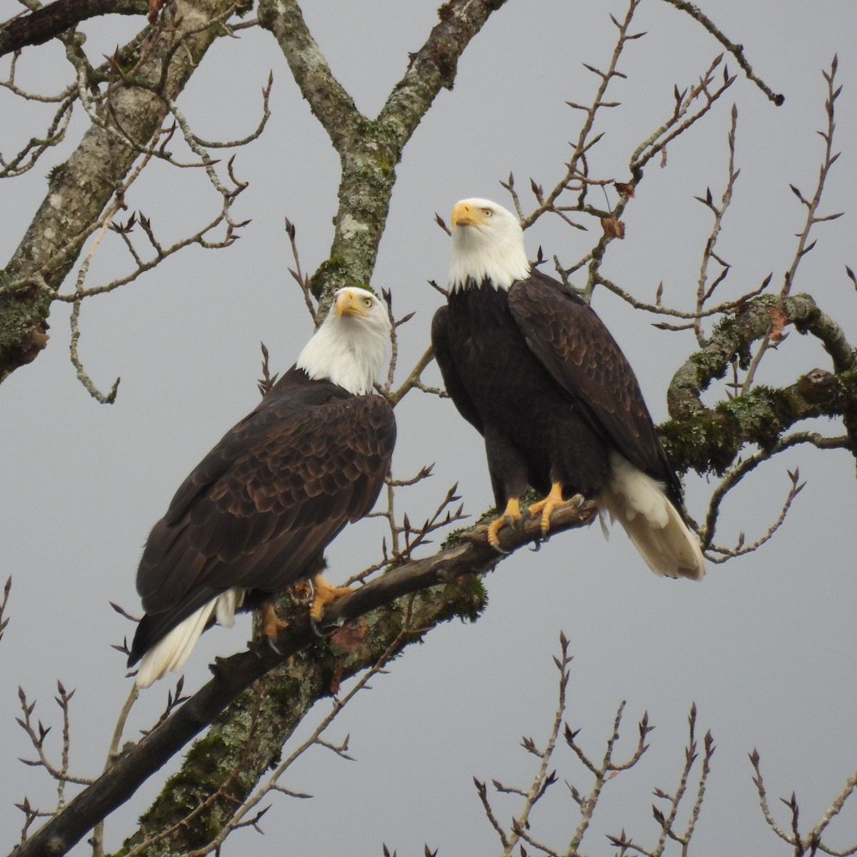 Bald Eagle - ML646646896