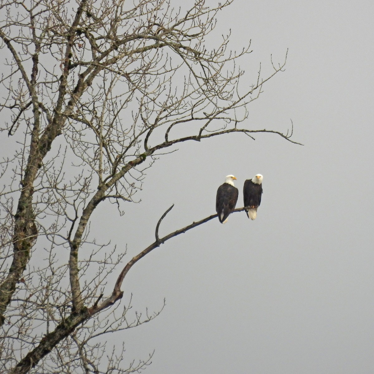 Bald Eagle - ML646646897