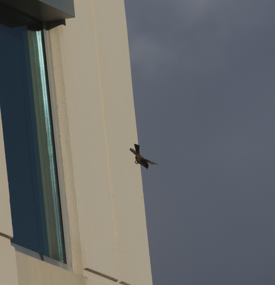 Say's Phoebe - ML646646898