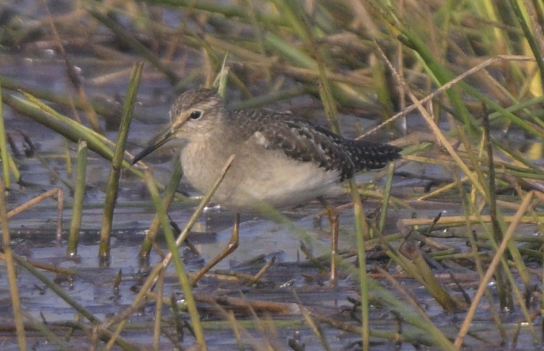 vodouš bahenní - ML646646899