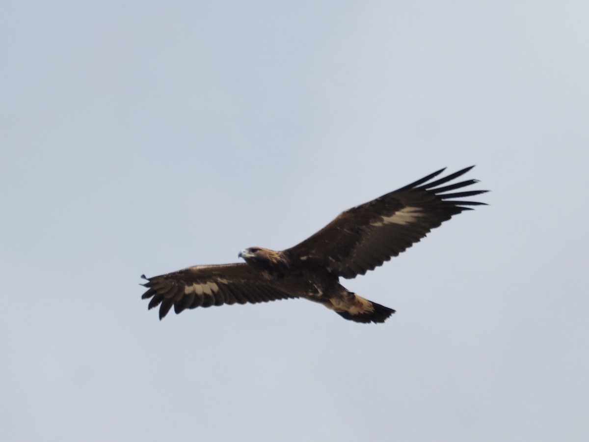 Golden Eagle - ML646646900