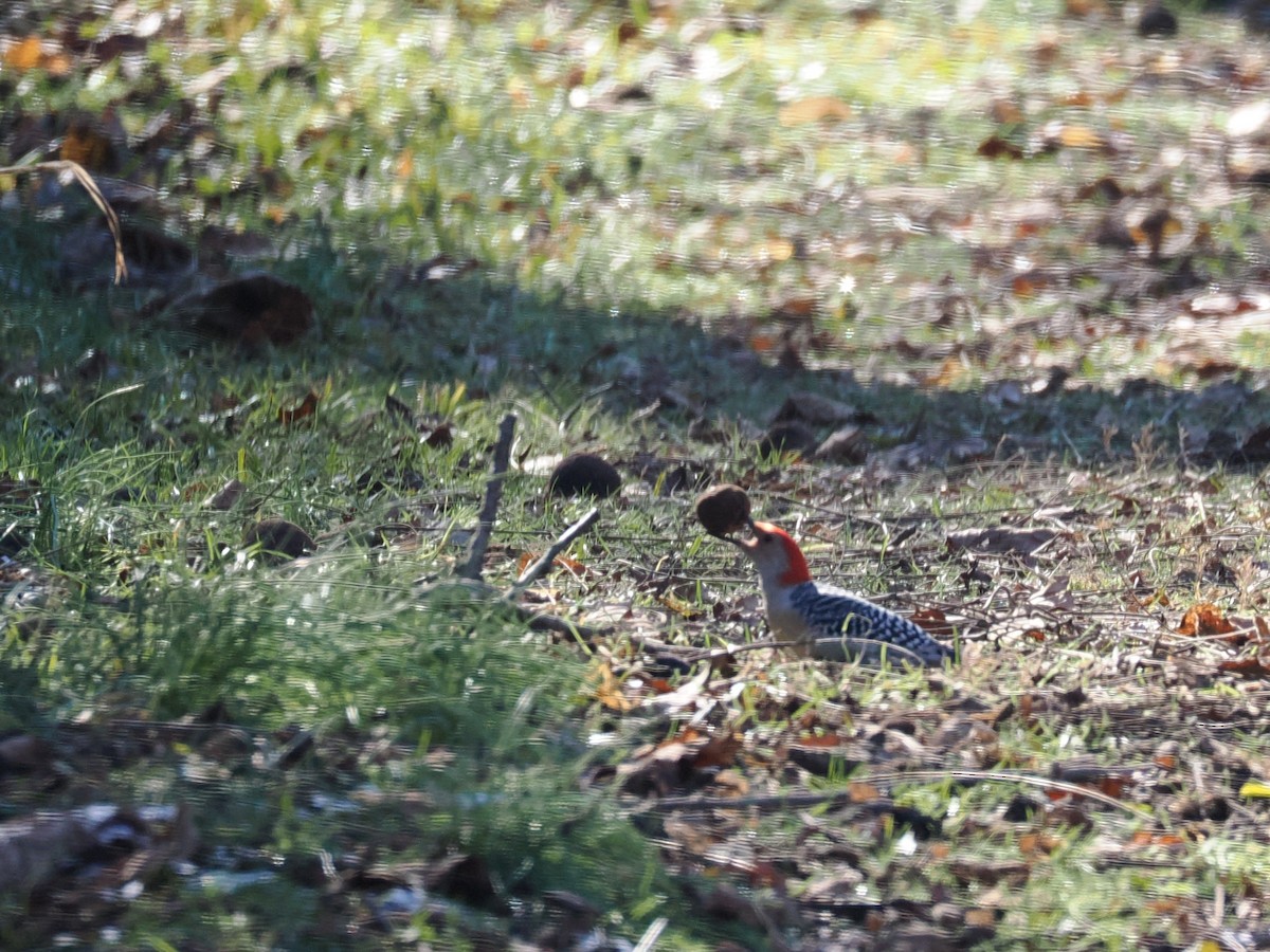 Red-bellied Woodpecker - ML646646901