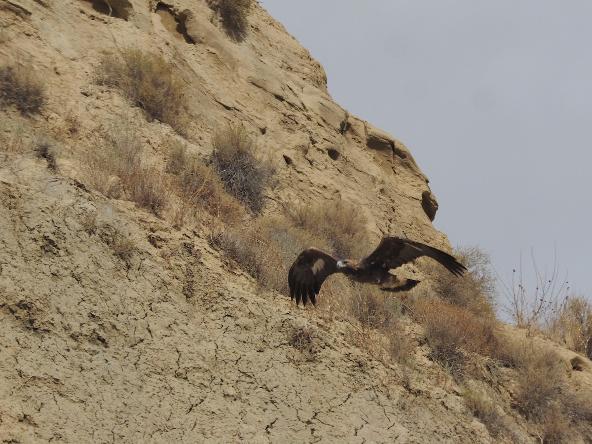 Golden Eagle - ML646646903