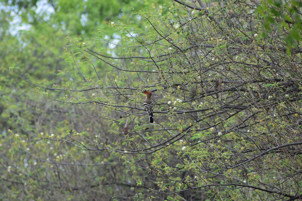 Huppe fasciée - ML646646904