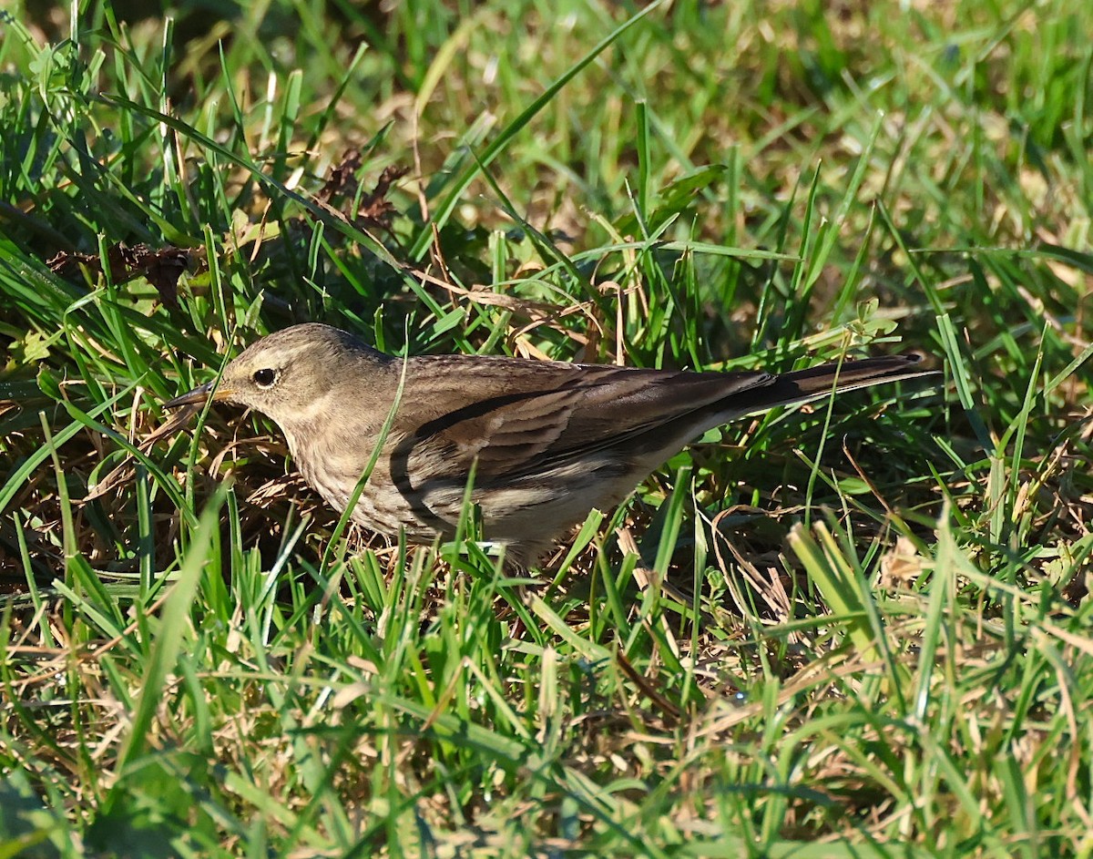 Meadow Pipit - ML646646905