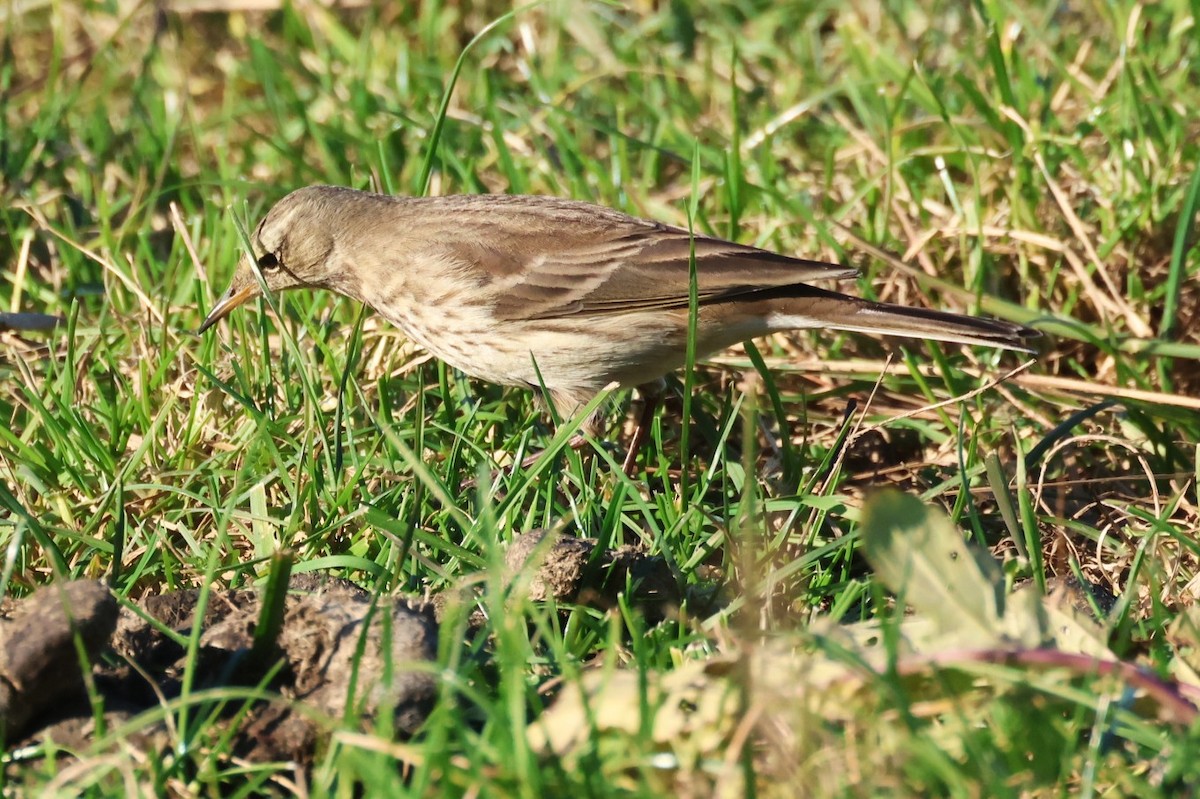 Meadow Pipit - ML646646906