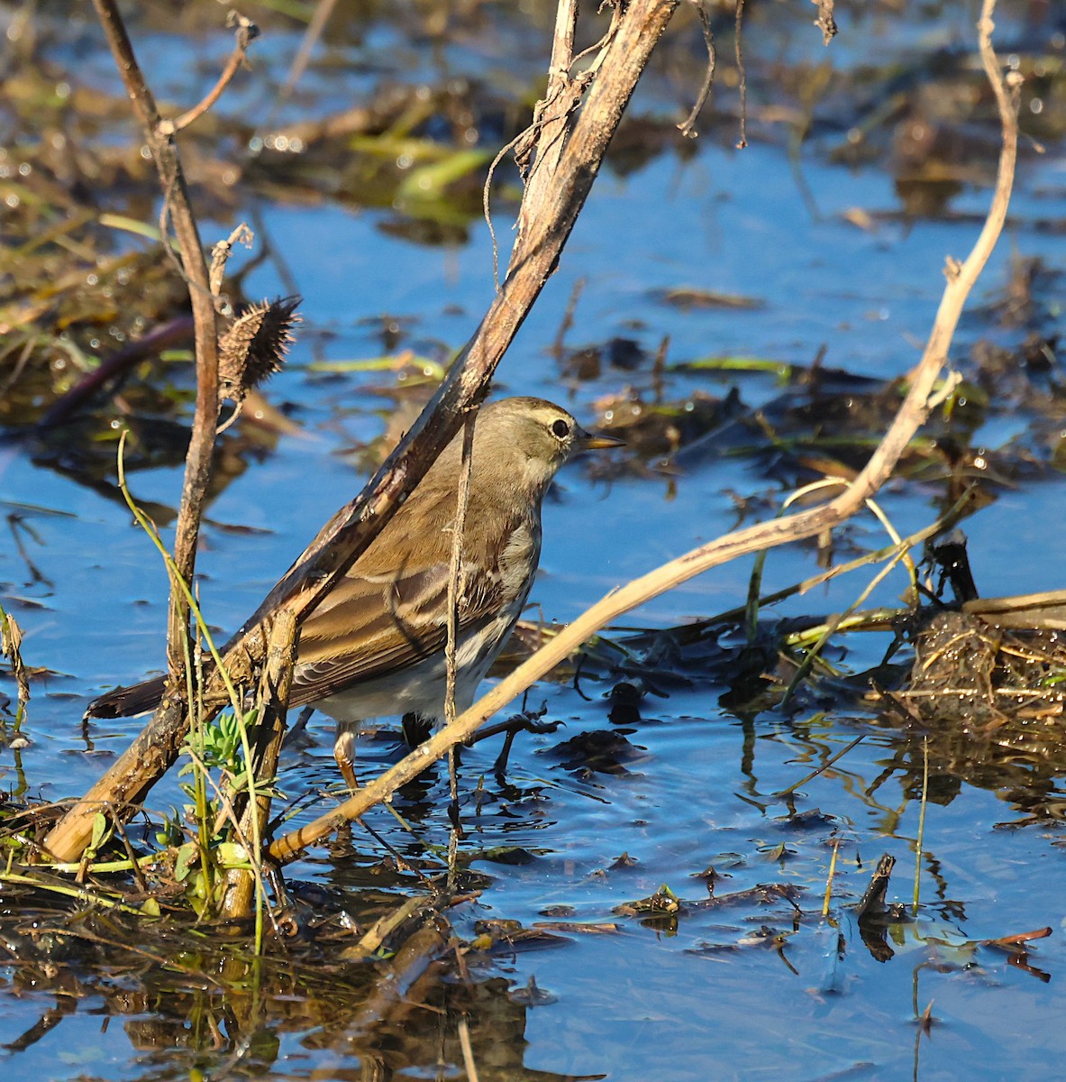 Water Pipit - ML646646907