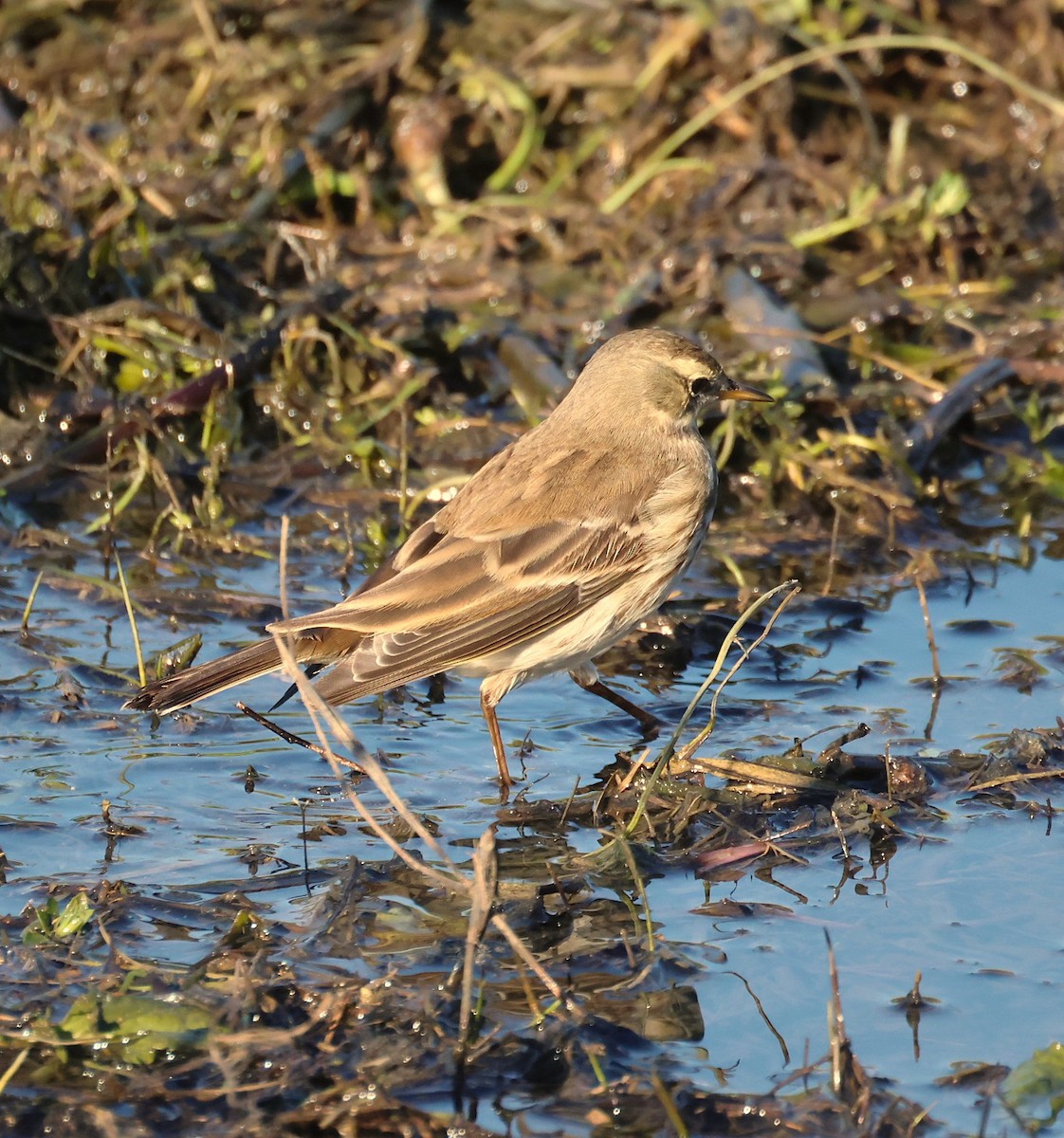 Water Pipit - ML646646908