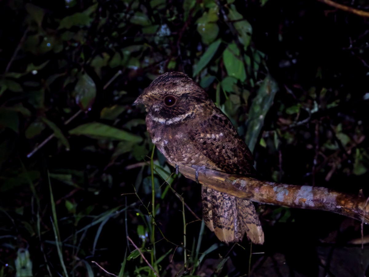 Rufous Nightjar - ML646646909