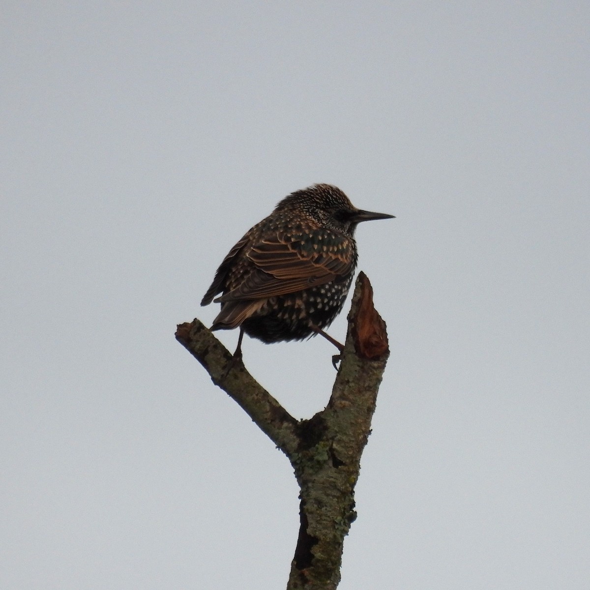 European Starling - ML646646913