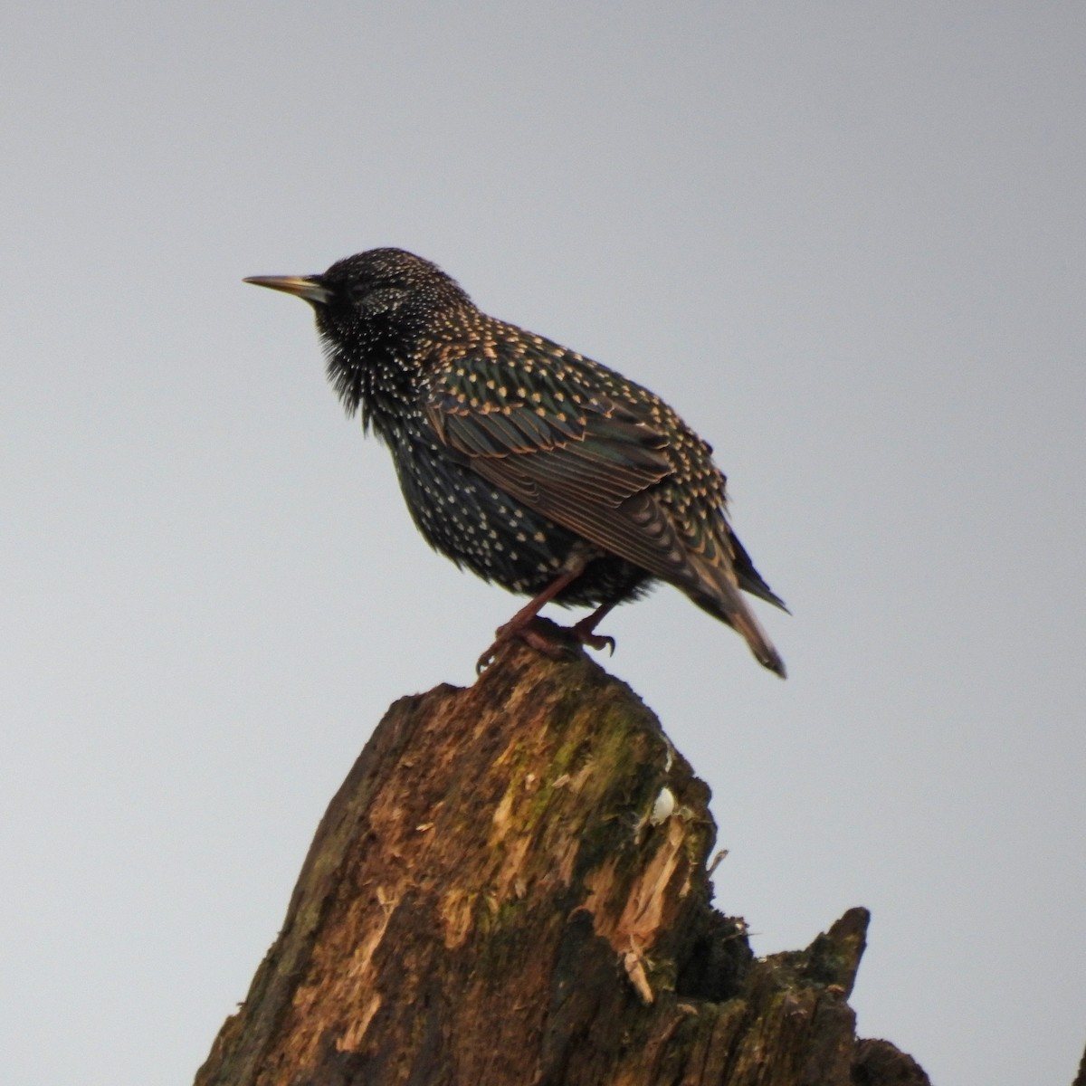 European Starling - ML646646914