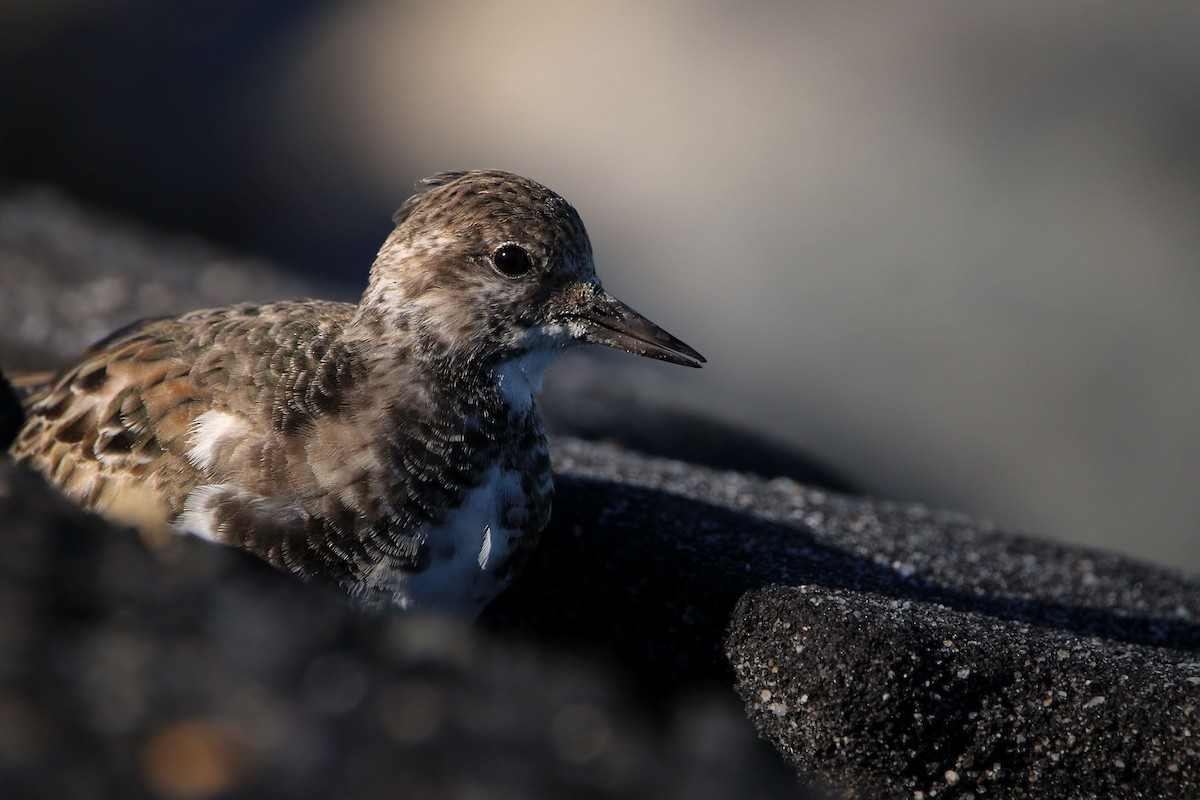 キョウジョシギ - ML646646915