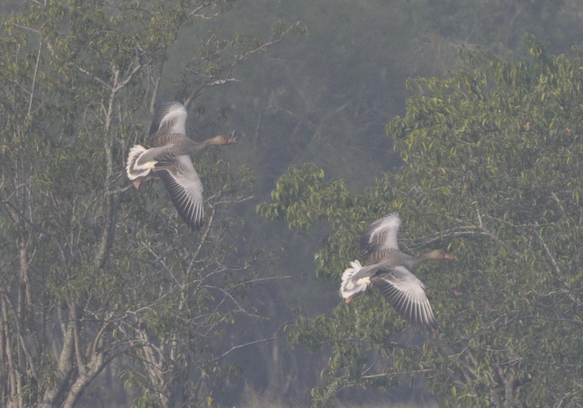 grågås - ML646646917