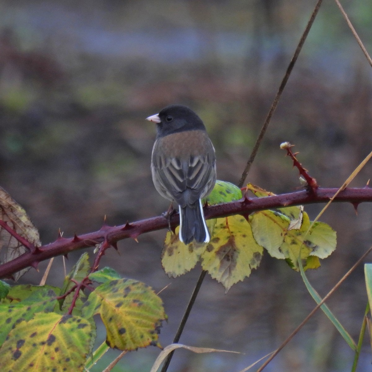 Dark-eyed Junco - ML646646918