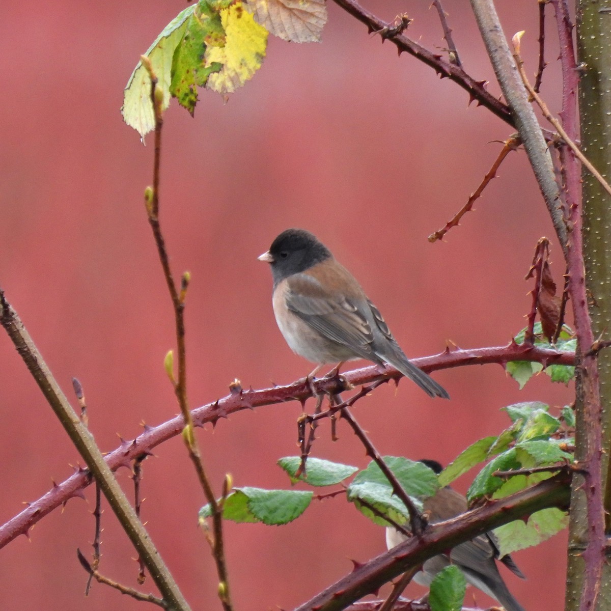 Dark-eyed Junco - ML646646919