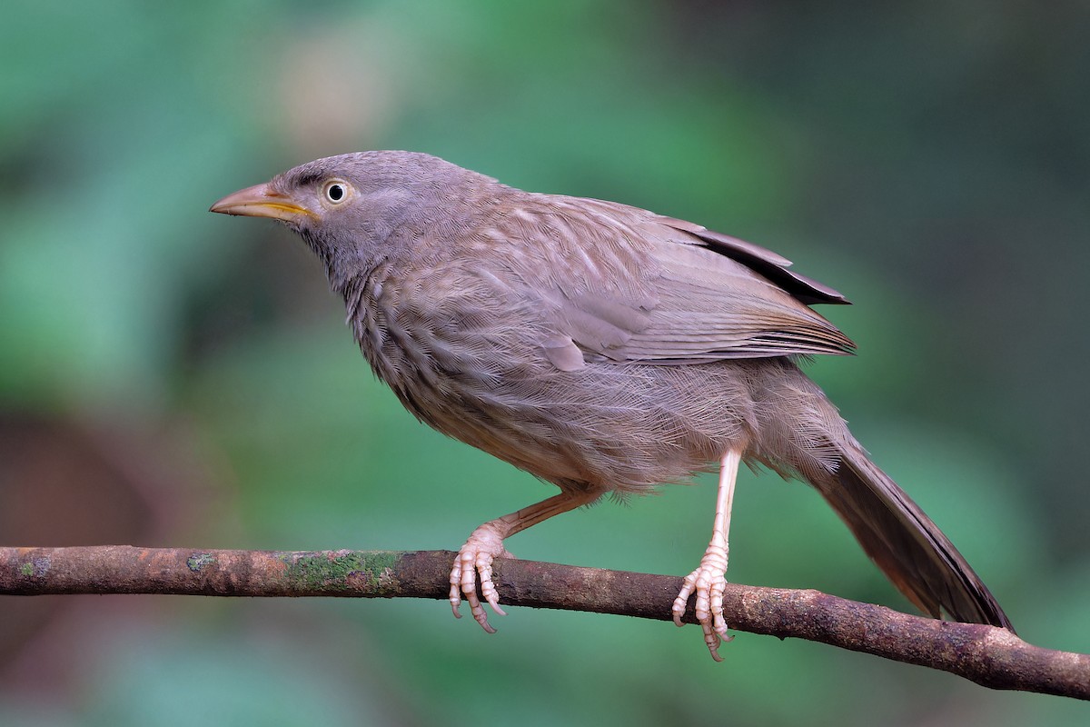 Cratérope de brousse - ML646646921