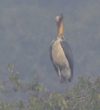 コハゲコウ - ML646646929