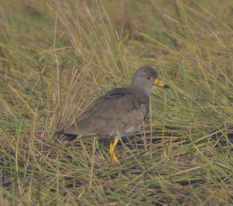 ケリ - ML646646941