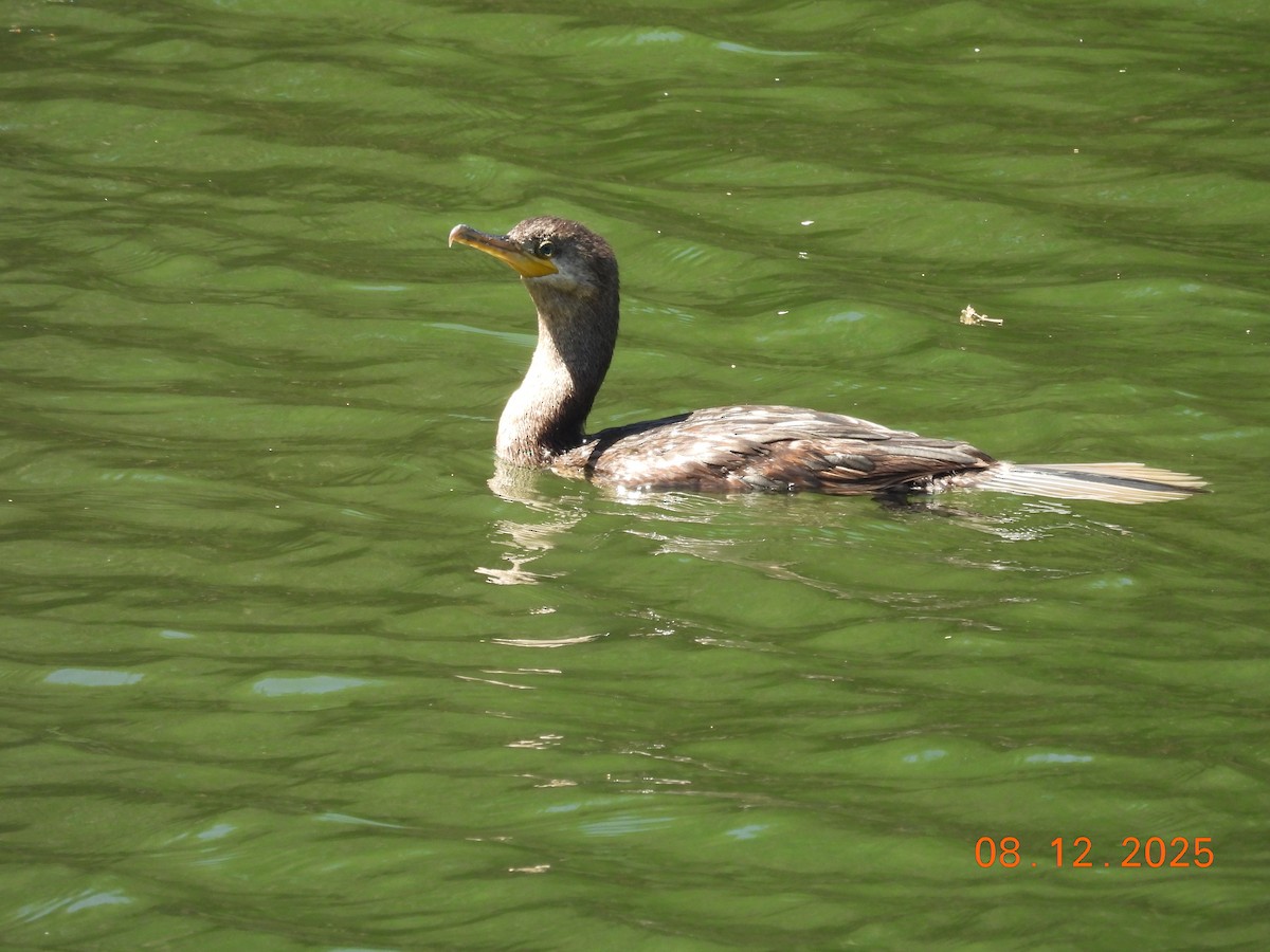 Cormoran vigua - ML646646945