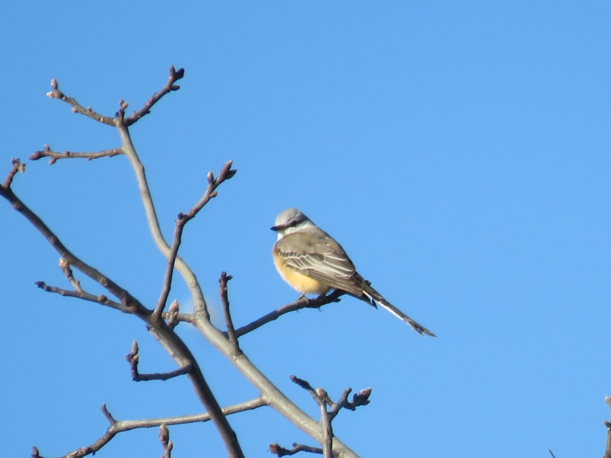 Scissor-tailed Flycatcher - ML646646946