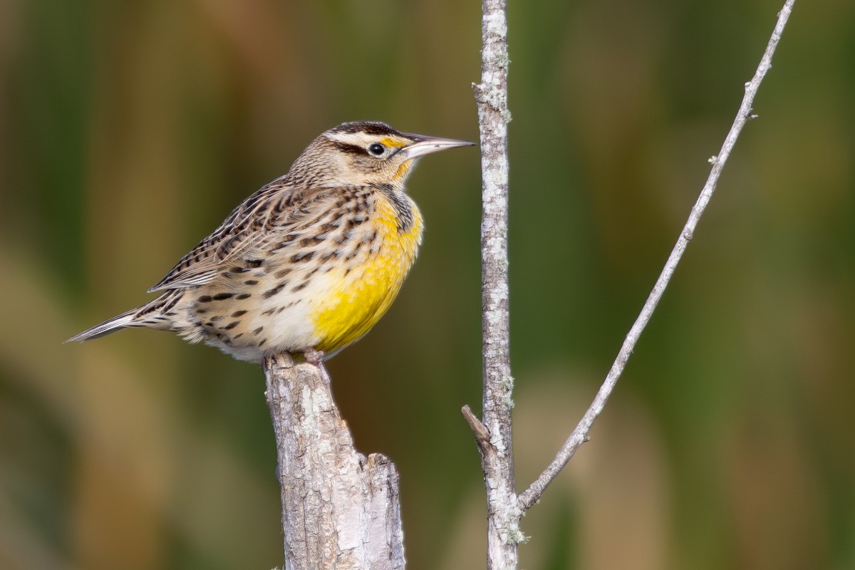 Eastern Meadowlark - ML646646947