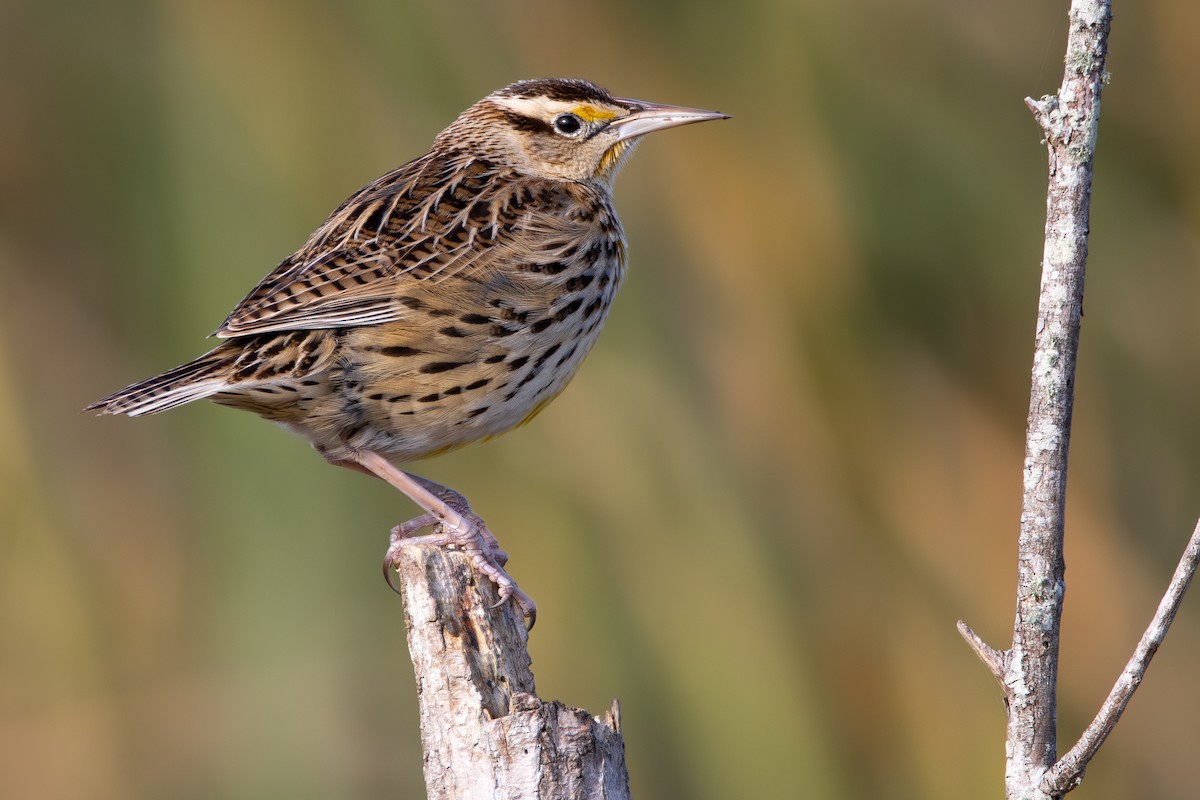 Eastern Meadowlark - ML646646948