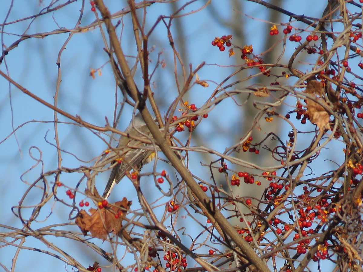 Scissor-tailed Flycatcher - ML646646955