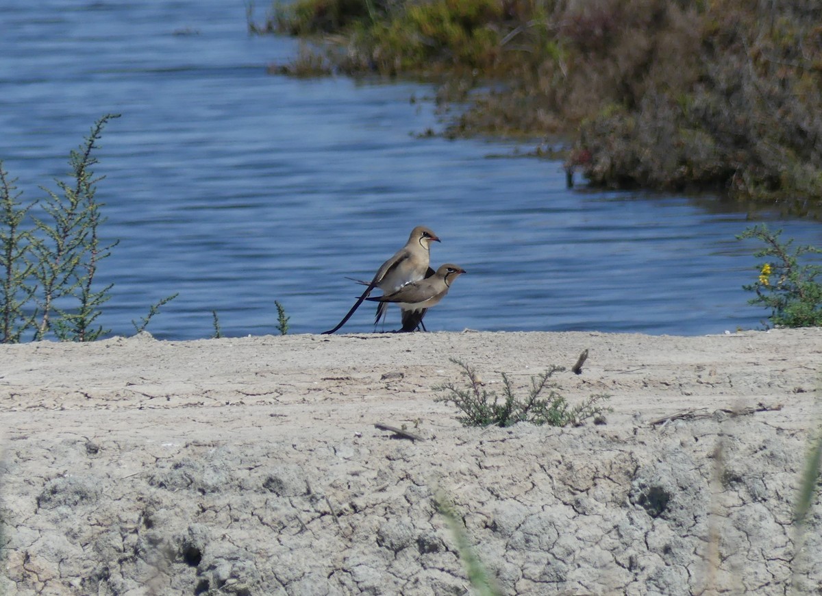 Луговая тиркушка - ML646646956