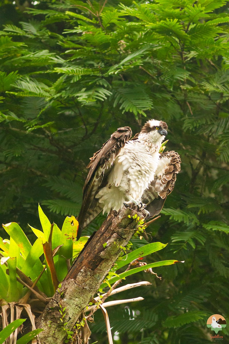 Osprey - ML646646960