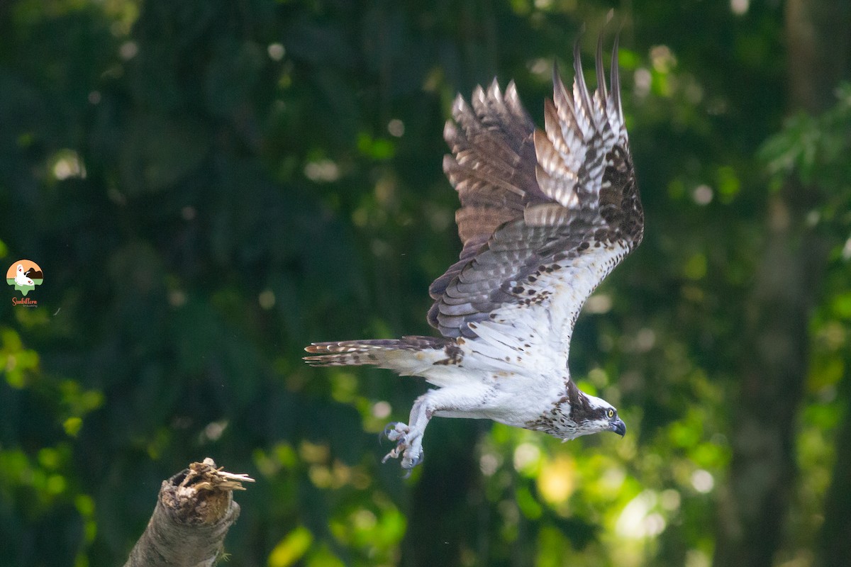 Osprey - ML646646961