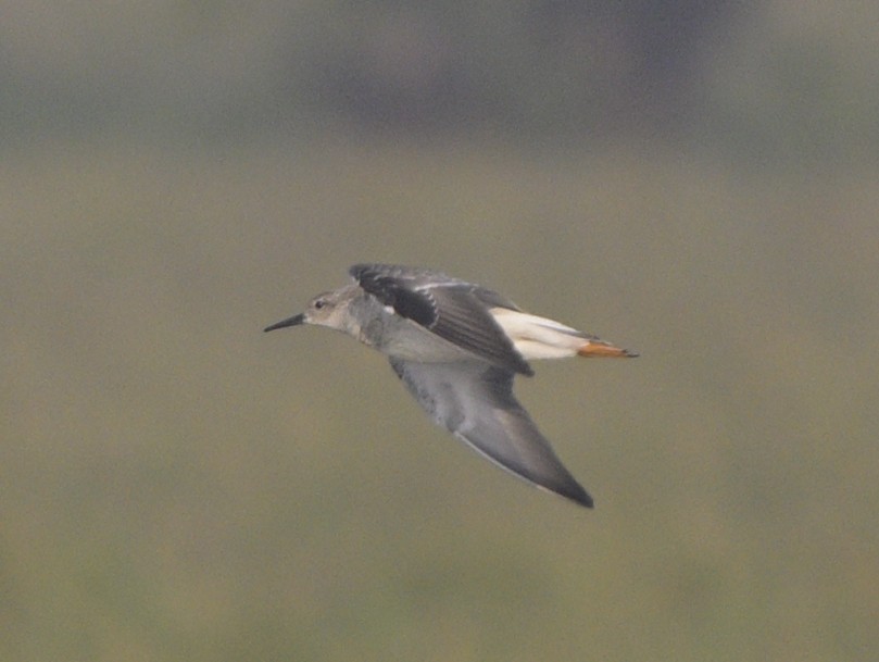 エリマキシギ - ML646646962