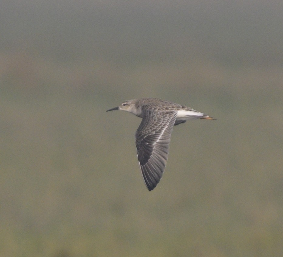 エリマキシギ - ML646646963