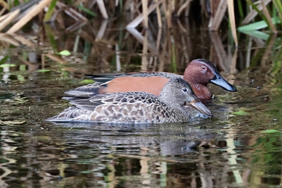 アカシマアジ - ML646646966