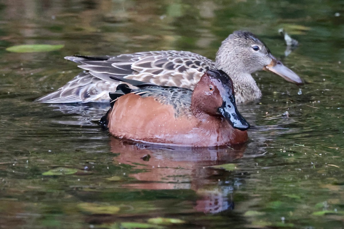 アカシマアジ - ML646646967