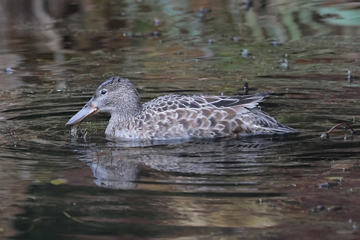 アカシマアジ - ML646646968