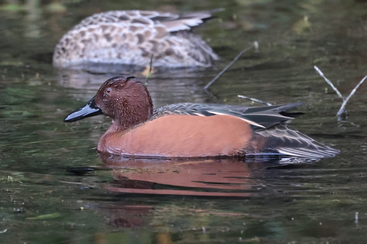 アカシマアジ - ML646646969