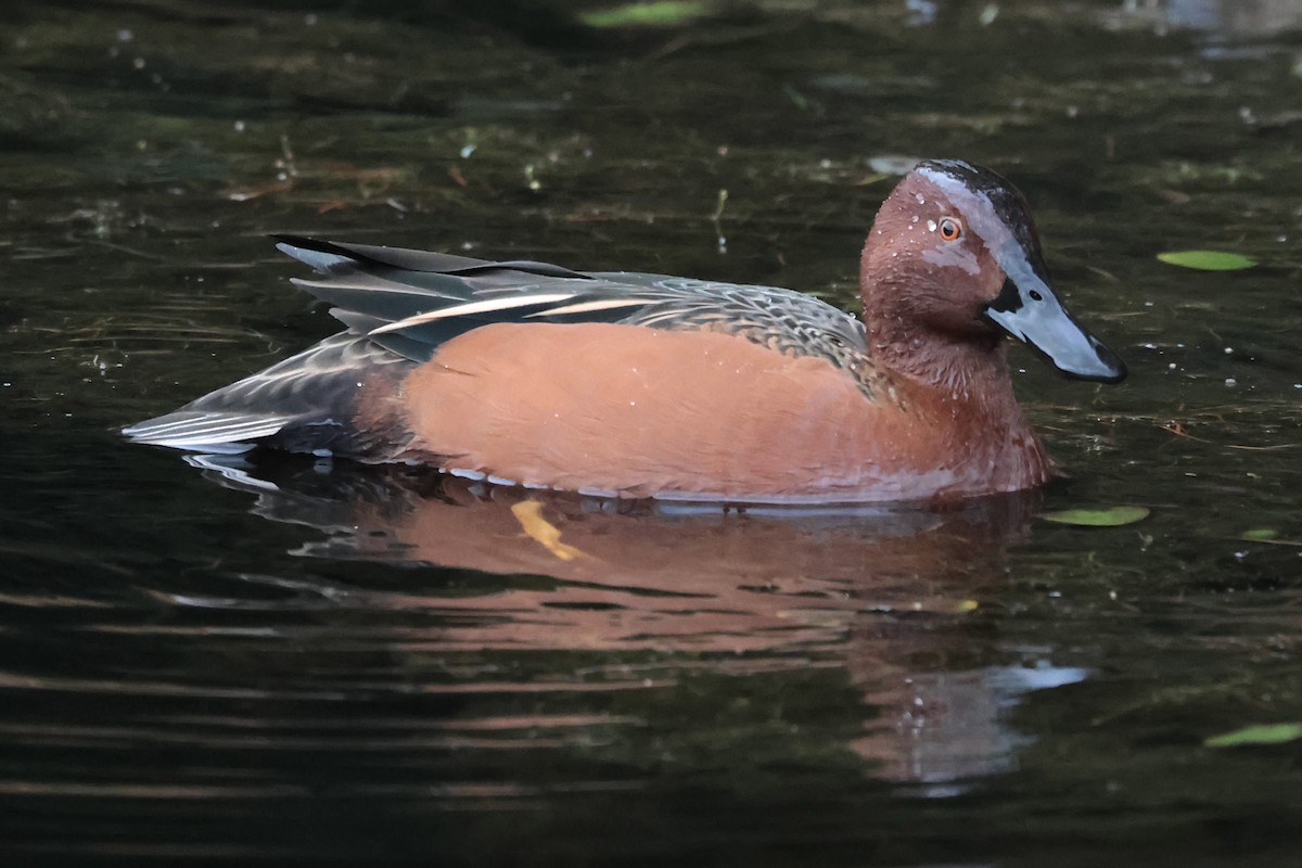 アカシマアジ - ML646646970