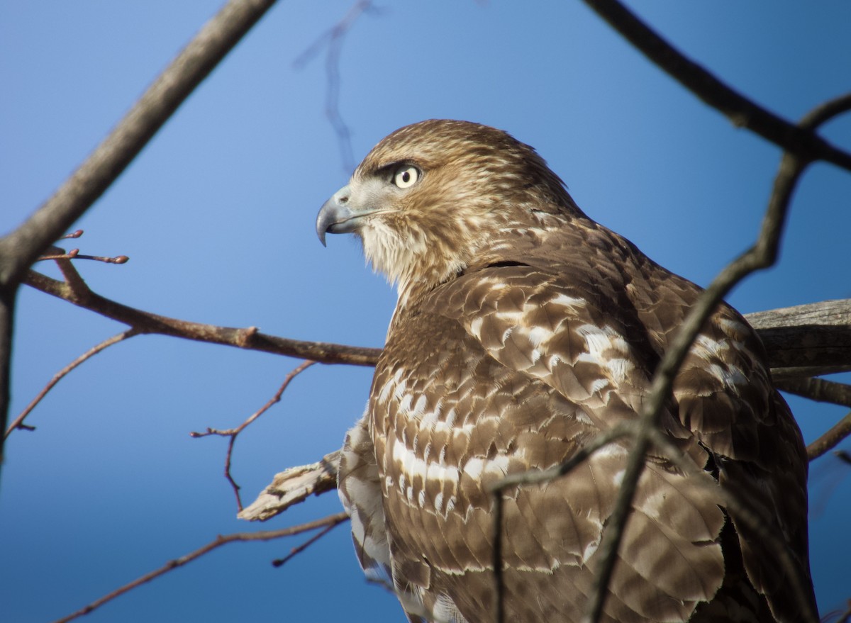 Red-tailed Hawk - ML646646979