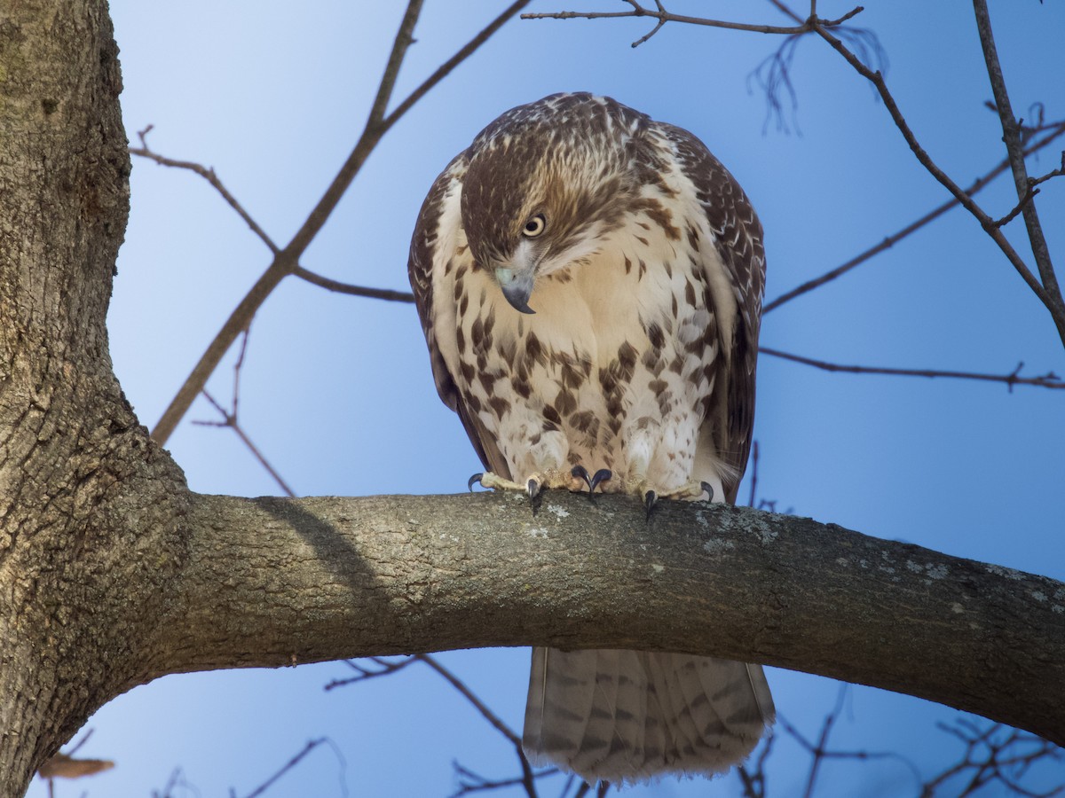 Red-tailed Hawk - ML646646980
