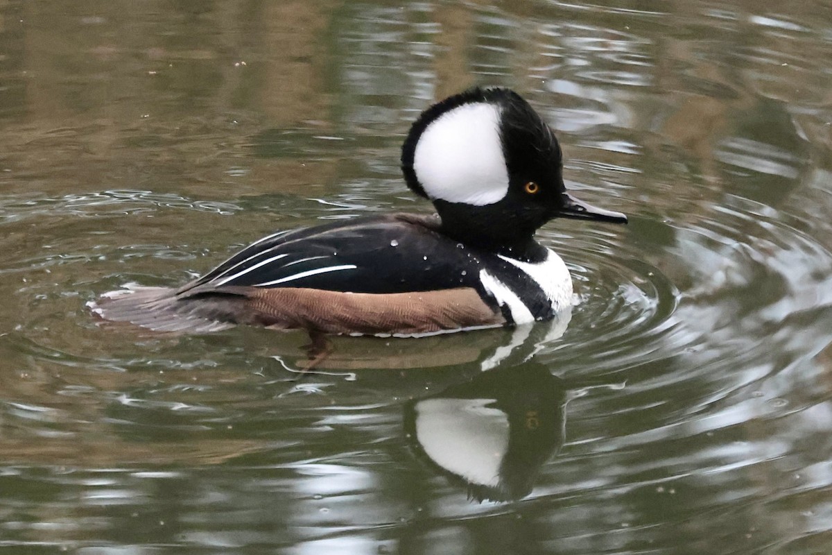 オウギアイサ - ML646646982