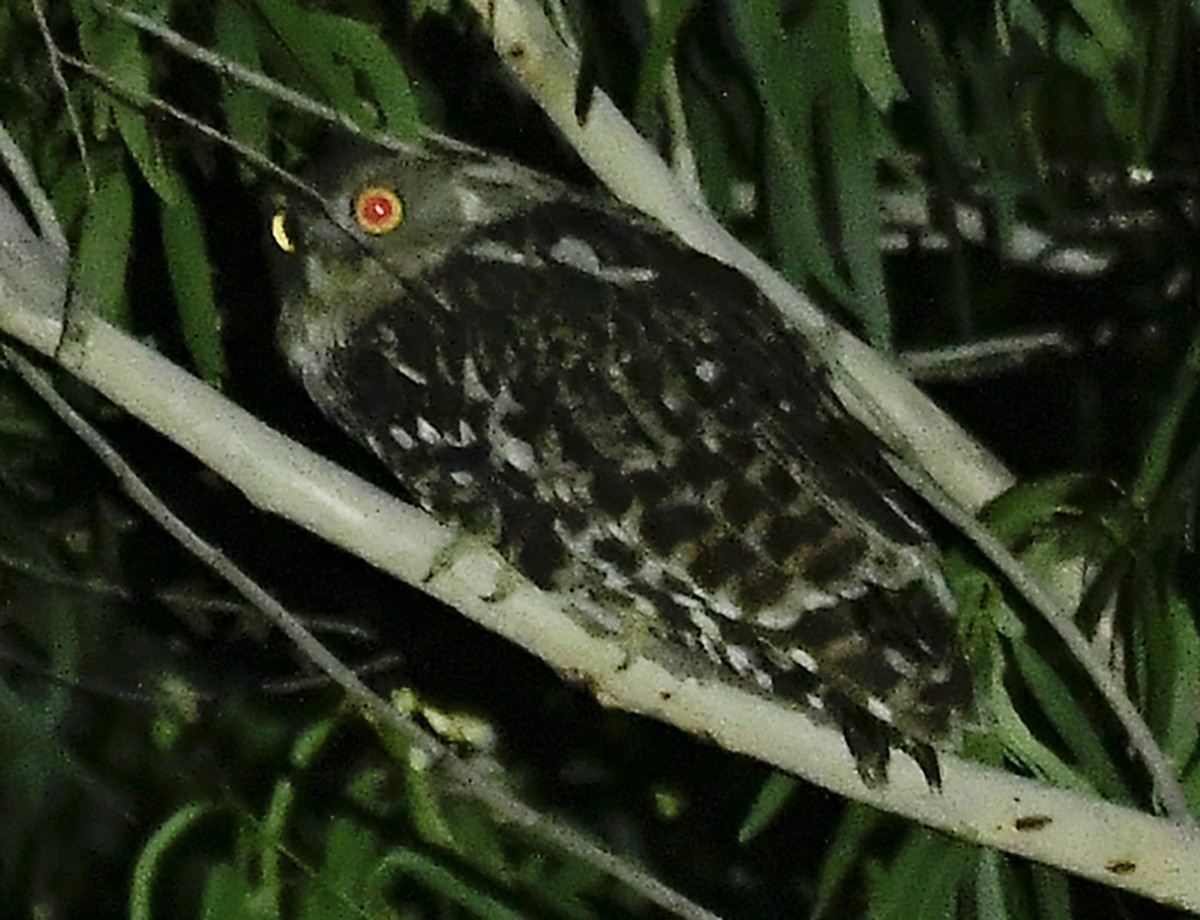 Brown Fish-Owl - ML646646983