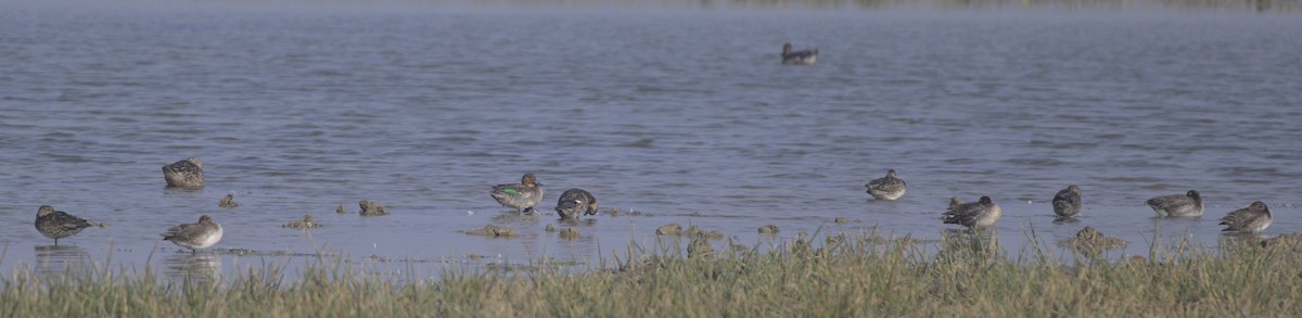 コガモ - ML646646984