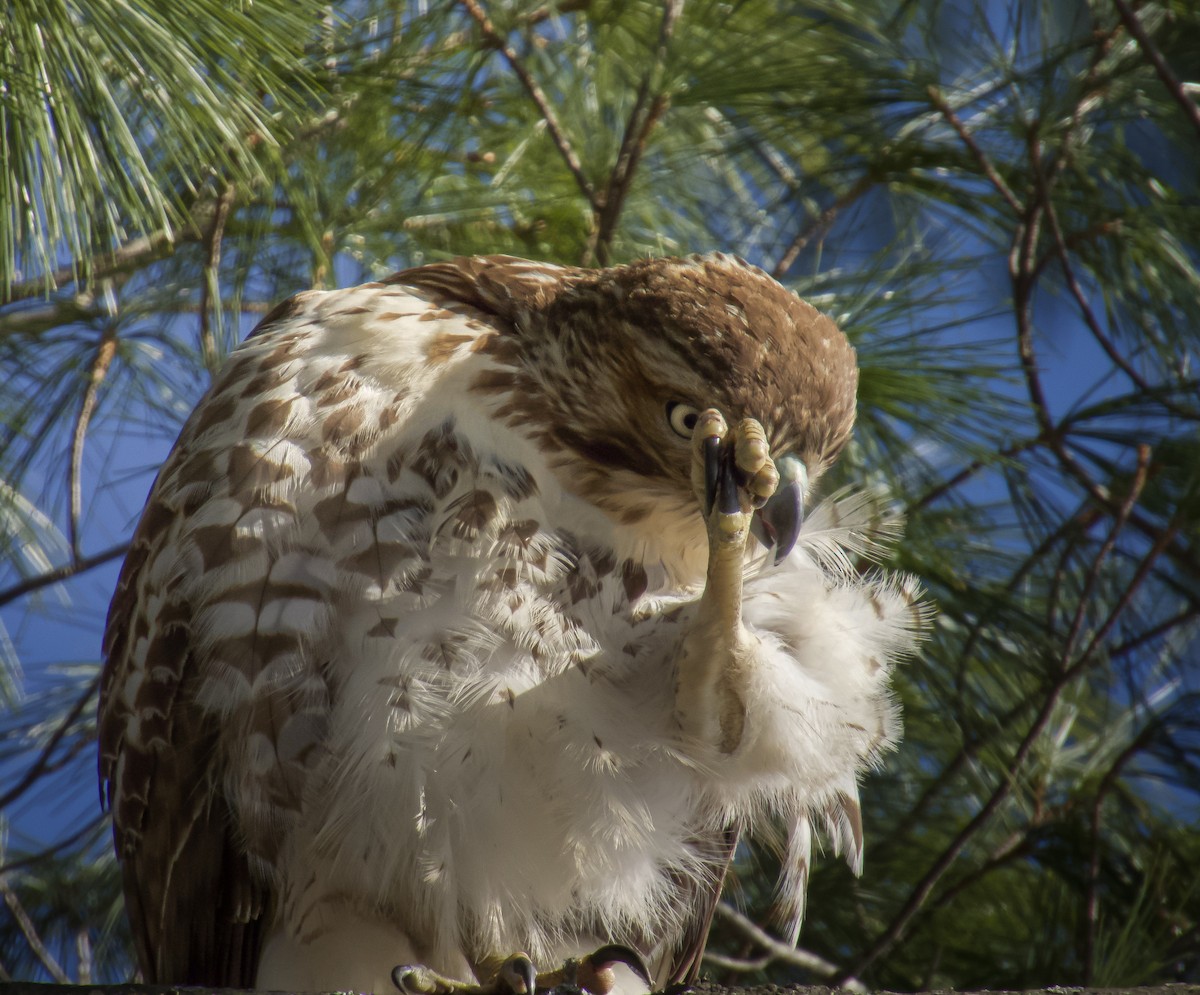 Red-tailed Hawk - ML646646986