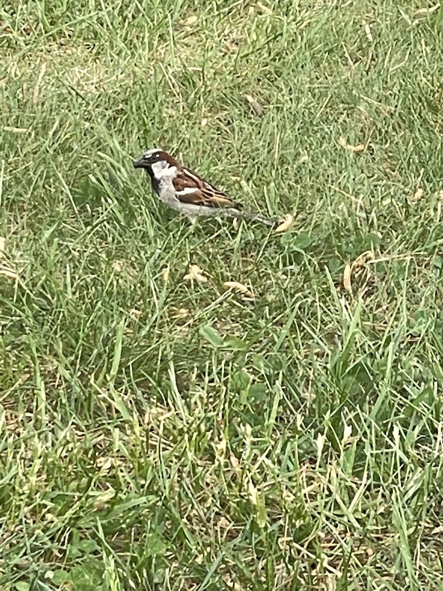 Haussperling - ML646646987