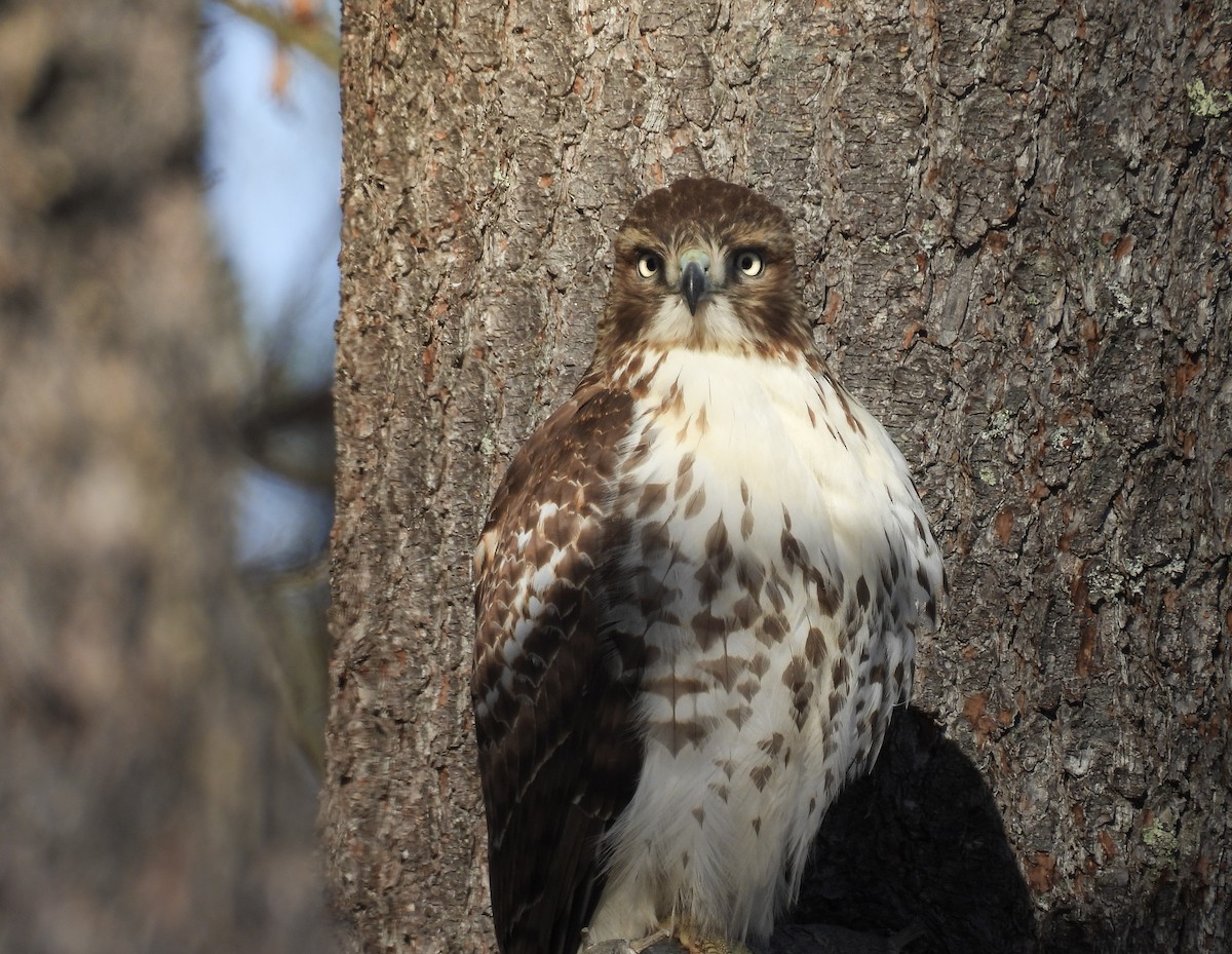 Red-tailed Hawk - ML646646989
