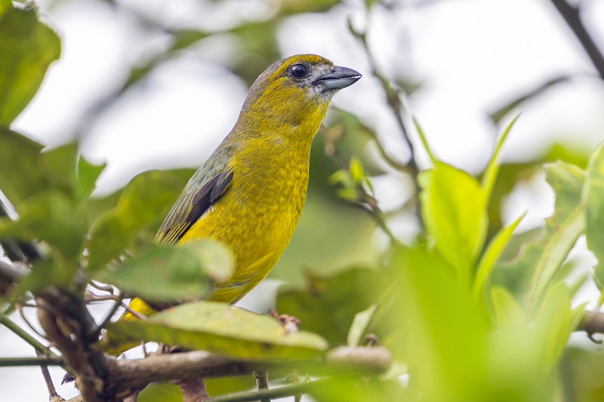 Golden-bellied Euphonia - ML646646991